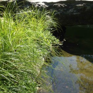 aquatic-grasses-of-putnam-county-ny