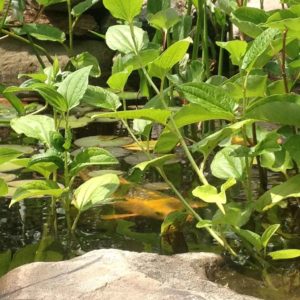 pond-plants-in-koi-ponds-putnam-ny