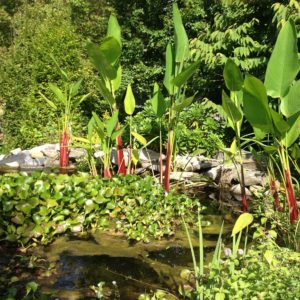 pond-plants-of-westchester-ny